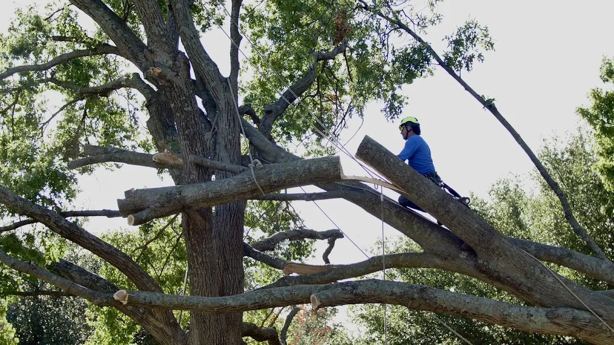 Professional Hazardous Tree Removal performed by certified arborists in Calvin