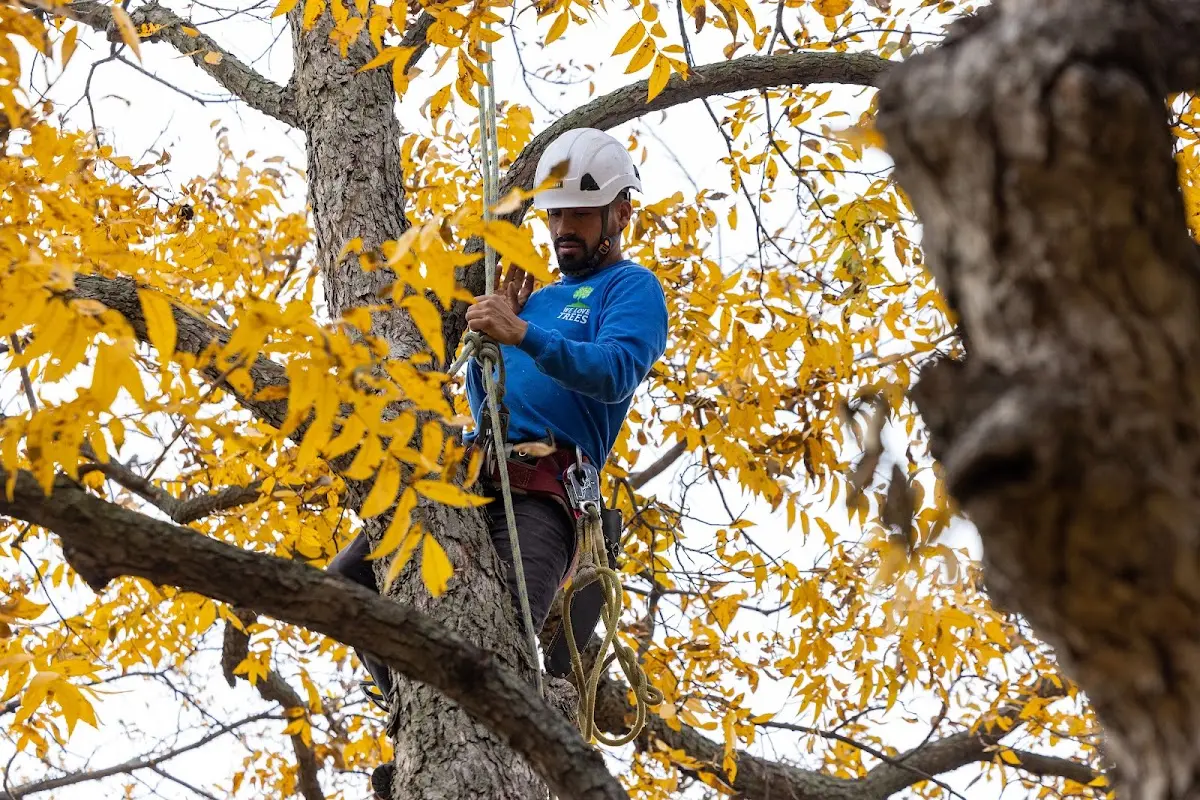 Skilled Tree Pruning crew working in Calvin